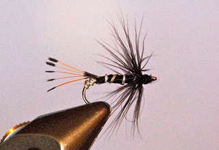 Black Pennel