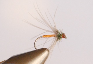 Dark Spanish Needle