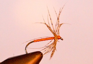 Partridge and Orange