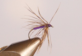 Snipe and Purple