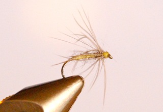 Waterhen Bloa