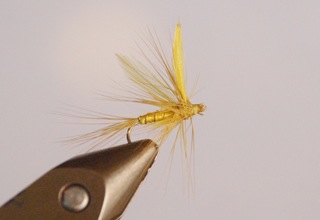 Yellow May Dun